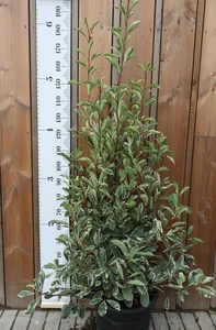 PHOTINIA x fraseri 'Pink Marble'