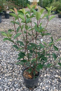 PHOTINIA x fraseri 'Red Robin'