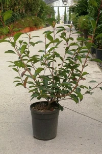 PHOTINIA x fraseri 'Red Robin'