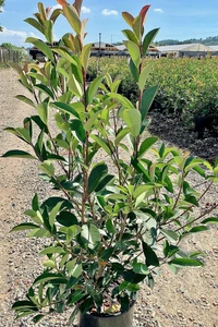 PHOTINIA x fraseri 'Red Robin'