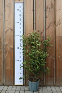 PHOTINIA x fraseri 'Red Robin'