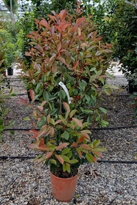 PHOTINIA x fraseri 'Red Robin'