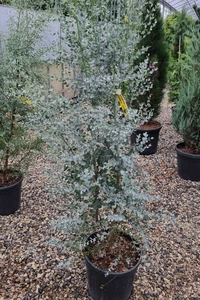 EUCALYPTUS gunnii 'Silverana'