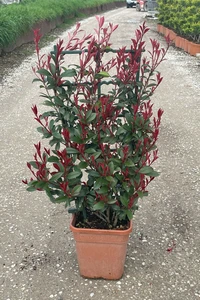 PHOTINIA x fraseri 'Carre Rouge'