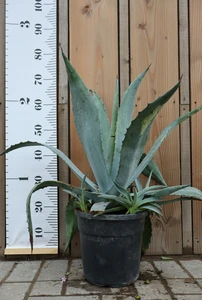 AGAVE americana