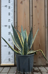 AGAVE americana 'Variegata'