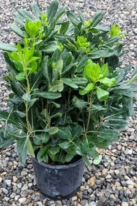 PITTOSPORUM tobira