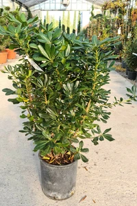 PITTOSPORUM tobira