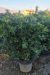 PITTOSPORUM tobira