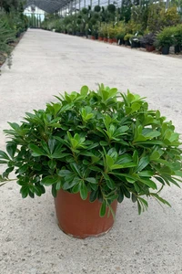 PITTOSPORUM tobira 'Nanum'