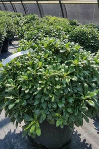 PITTOSPORUM tobira 'Nanum'