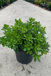 PITTOSPORUM tobira 'Nanum'