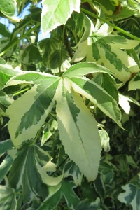 LIQUIDAMBAR styraciflua 'Manon'