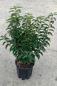 PRUNUS lusitanica 'Myrtifolia'