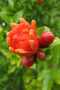 PUNICA granatum (Pomegranate)