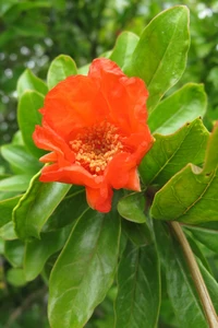 PUNICA granatum (Pomegranate)