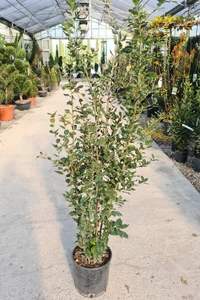 QUERCUS ilex