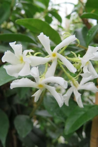 TRACHELOSPERMUM jasminoides