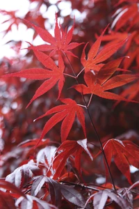 ACER palmatum 'Atropurpureum'