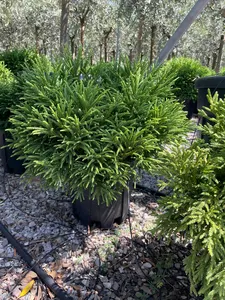 CRYPTOMERIA japonica 'Little Champion'