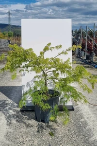 ACER palmatum 'Dissectum Viride'