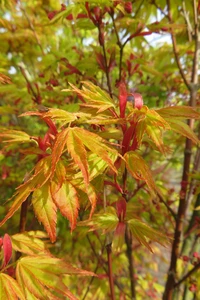 ACER palmatum 'Orange Dream'