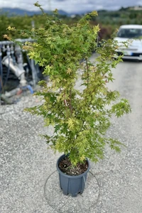 ACER palmatum 'Sango-kaku'