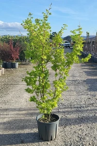 ACER palmatum 'Going Green'