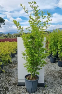 ACER palmatum 'Going Green'