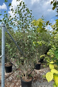 BETULA utilis jacquemontii