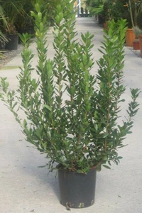 ARBUTUS unedo