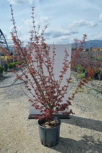 ACER palmatum 'Jerre Schwartz'