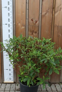 EDGEWORTHIA chrysantha