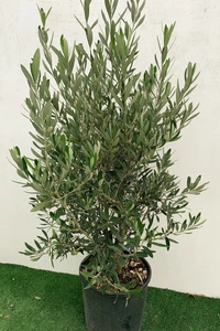 OLEA europaea 'Cipressino'