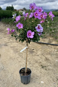 HIBISCUS syriacus 'Walberton's Rose Moon'