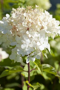 HYDRANGEA paniculata 'Grandiflora'