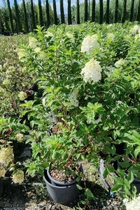 HYDRANGEA paniculata 'Vanille Fraise'