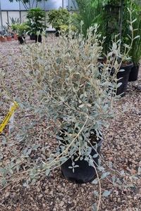 TEUCRIUM  Fruticans