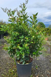 LIGUSTRUM japonicum 'Texanum'