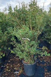 OSMANTHUS heterophyllus