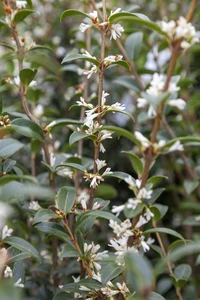 OSMANTHUS x burkwoodii