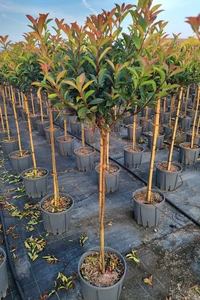 PHOTINIA x fraseri 'Carre Rouge'