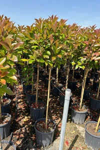 PHOTINIA x fraseri 'Red Robin'