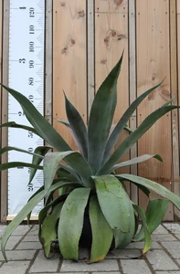 AGAVE 'Mission to Mars'