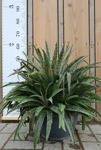 AGAVE 'Pineapple Express'