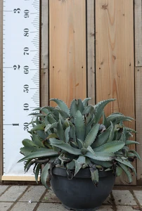 AGAVE 'Silver Fox'