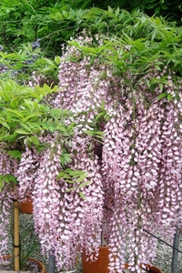 WISTERIA brachybotrys 'Showa-beni'