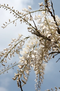 WISTERIA floribunda 'Longissima Alba'