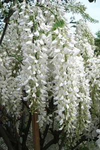 WISTERIA floribunda 'Longissima Alba'