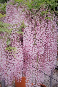 WISTERIA floribunda 'Rosea'